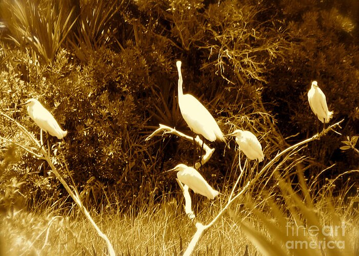 Egrets Greeting Card featuring the photograph Resting Flock Sepia by Anita Lewis
