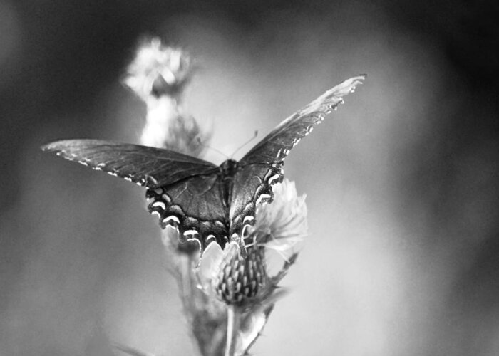 Butterfly Greeting Card featuring the photograph Resting in Black and White by Linda Segerson