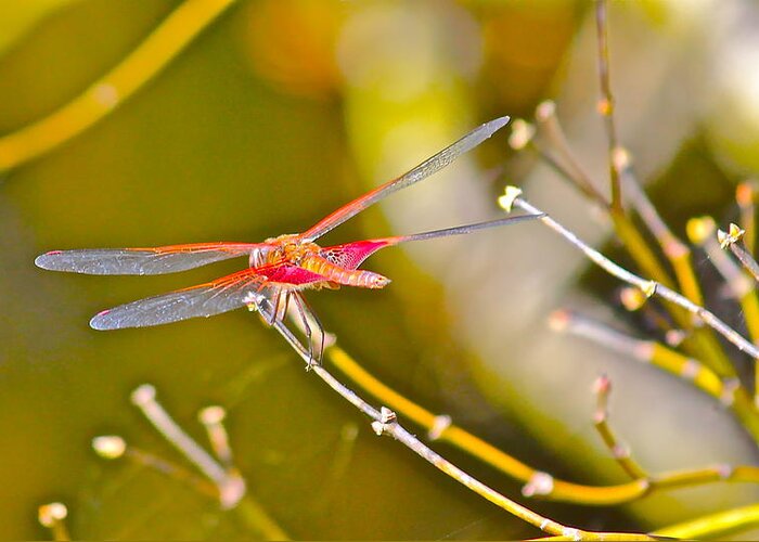 Nature Greeting Card featuring the photograph Resting Red Dragonfly by Cyril Maza