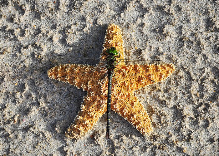 Dragonfly On Sea Star Greeting Card featuring the photograph Resting Regal by Al Powell Photography USA