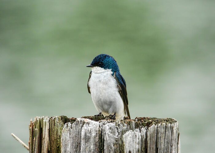 Bird Greeting Card featuring the photograph Resting Swallow by Jai Johnson