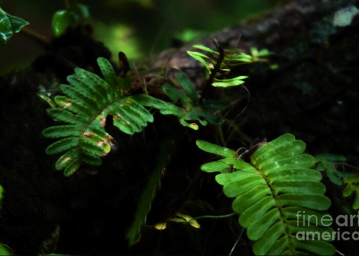 Fern Greeting Card featuring the photograph Resurrection by Kathi Shotwell