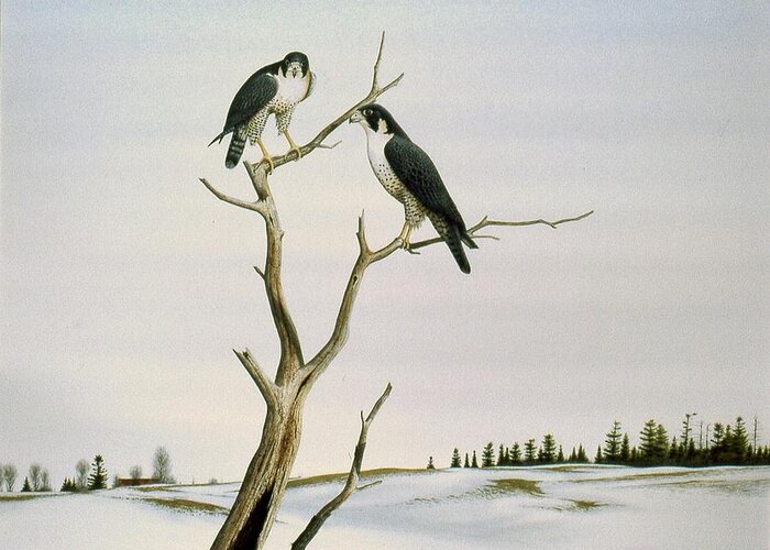 Peregrine Falkon Greeting Card featuring the painting Return of the Peregrine by Conrad Mieschke