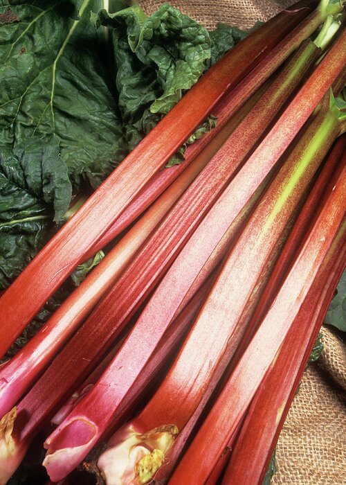 Rheum X Hybridum Greeting Card featuring the photograph Rhubarb by Ray Lacey/science Photo Library