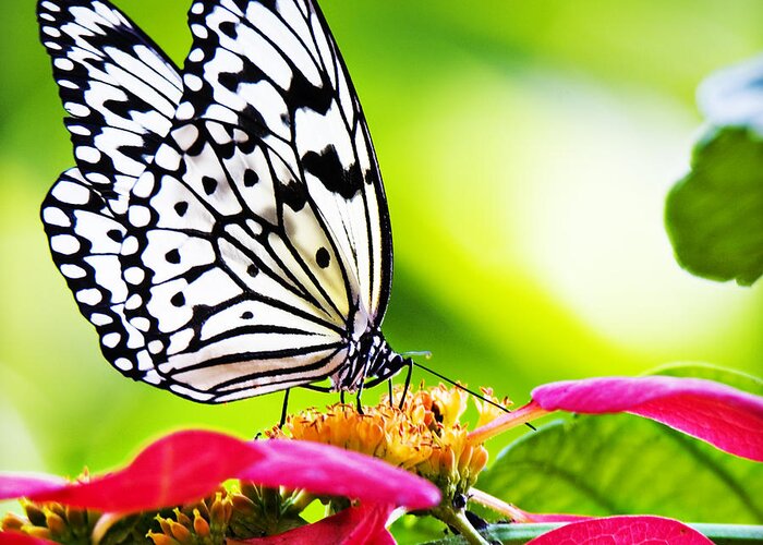 Rice Paper Butterflies Greeting Card featuring the photograph Rice Paper Butterfly 4 by Walter Herrit