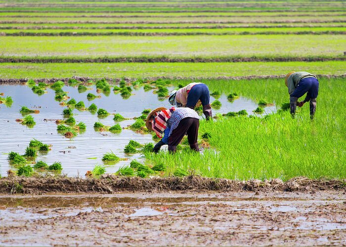 Working Greeting Card featuring the photograph Rice Transplanting by Jean-claude Soboul