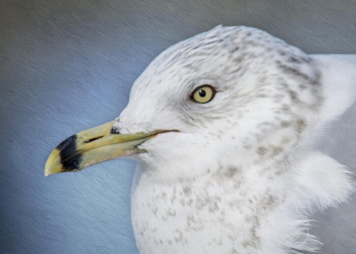 Seagull Greeting Card featuring the photograph Ring Bill Gull Portrait by Cathy Kovarik