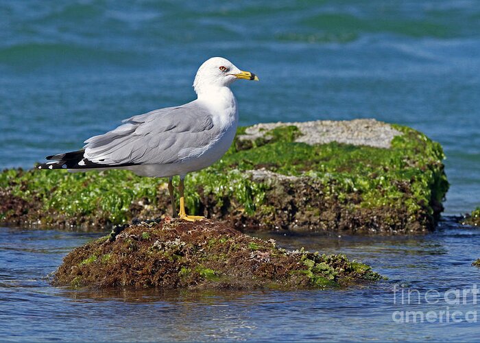Gull Greeting Card featuring the photograph Ring-billed Gull by Jennifer Zelik