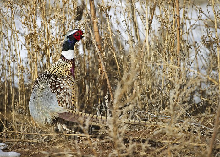 Ringneck Rooster Pheasant Greeting Card featuring the photograph Ring Neck Phesant by Gary Langley