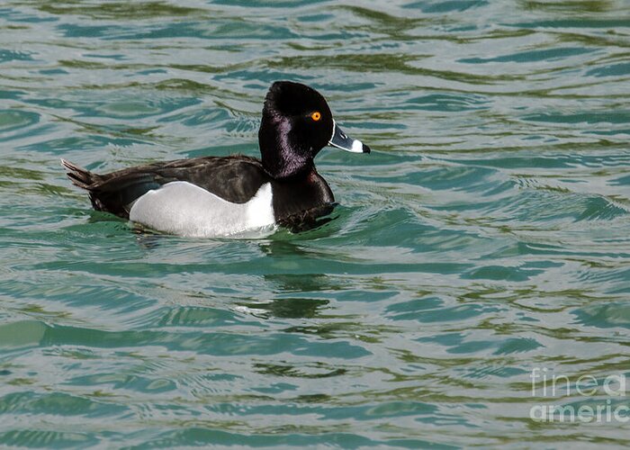 Waterfowl Greeting Card featuring the photograph Ring-Necked Duck by Robert Bales