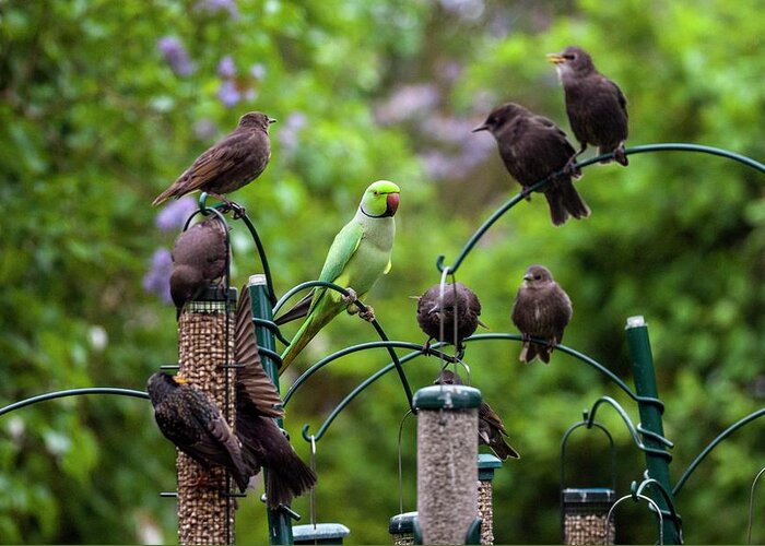 Ring-necked Parakeet Greeting Card featuring the photograph Ring-necked Parakeet And Starlings On Bird Feeders by Georgette Douwma/science Photo Library