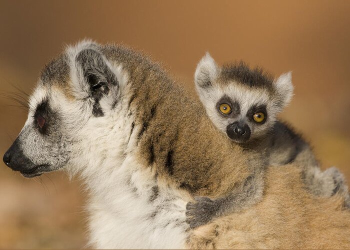 Feb0514 Greeting Card featuring the photograph Ring-tailed Lemur And Baby Madagascar by Suzi Eszterhas