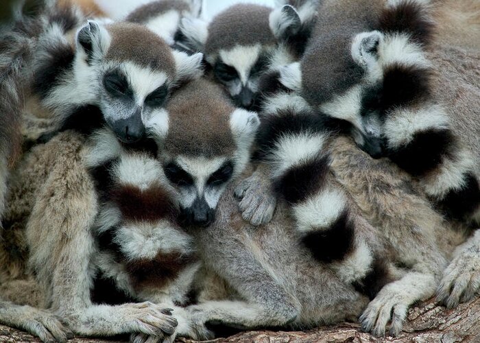 00621086 Greeting Card featuring the photograph Ring-tailed Lemur Lemur Catta Group by Cyril Ruoso