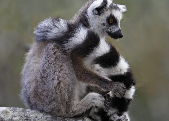 Ring-tailed Lemur Greeting Card featuring the photograph Ring-tailed Lemur Lemur catta by Liz Leyden