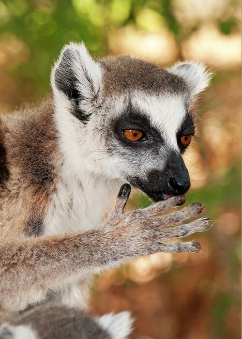 Ring-tailed Lemur Greeting Card featuring the photograph Ring-tailed Lemur Mother by Tony Camacho/science Photo Library
