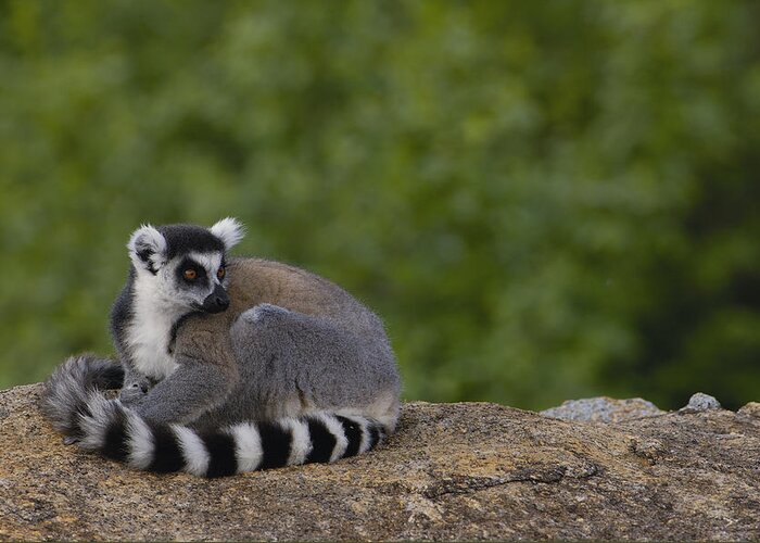 Feb0514 Greeting Card featuring the photograph Ring-tailed Lemur Resting On Rocks by Pete Oxford