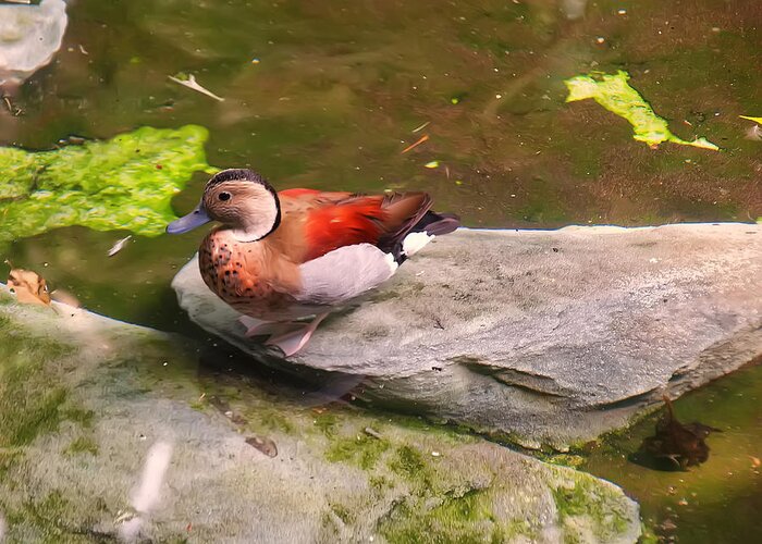 Bird Greeting Card featuring the photograph Ringed Teal on a rock by Flees Photos