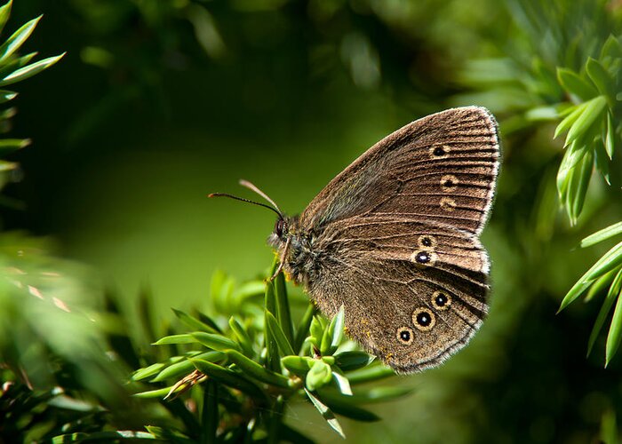 Ringlet Greeting Card featuring the photograph Ringlet Aphantopus hyperantus by Torbjorn Swenelius