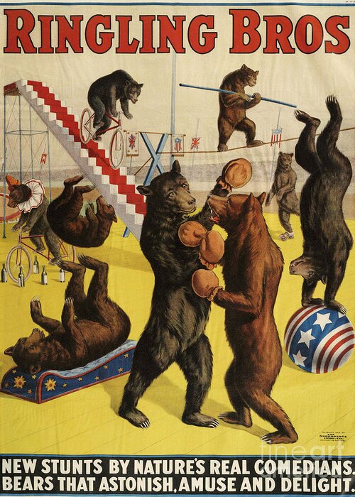 Posters Greeting Card featuring the drawing Ringling Bros 1900s Bears Performing by The Advertising Archives
