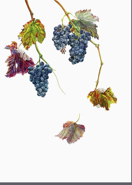 Autumn Greeting Card featuring the photograph Ripe Black Grapes Hanging On Vine by Ikon Ikon Images