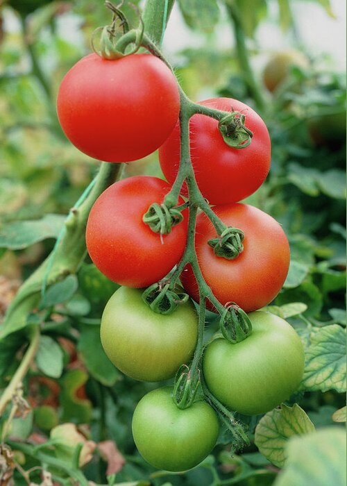 Lycopersicon Esculentum Greeting Card featuring the photograph Ripening Tomatoes by A C Seinet/science Photo Library