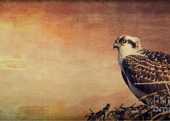 Osprey Greeting Card featuring the photograph Rising Sun by Edward Fielding