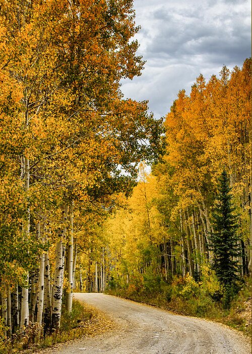 Fall Color Greeting Card featuring the photograph Road Through the Gold by Juli Ellen