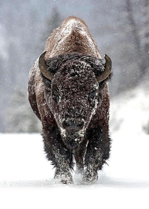 Bison Bison Greeting Card featuring the photograph Road Warrior by Sandy Sisti