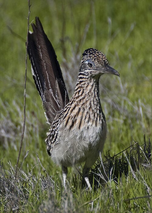 Photography Greeting Card featuring the photograph Roadrunner by Lee Kirchhevel