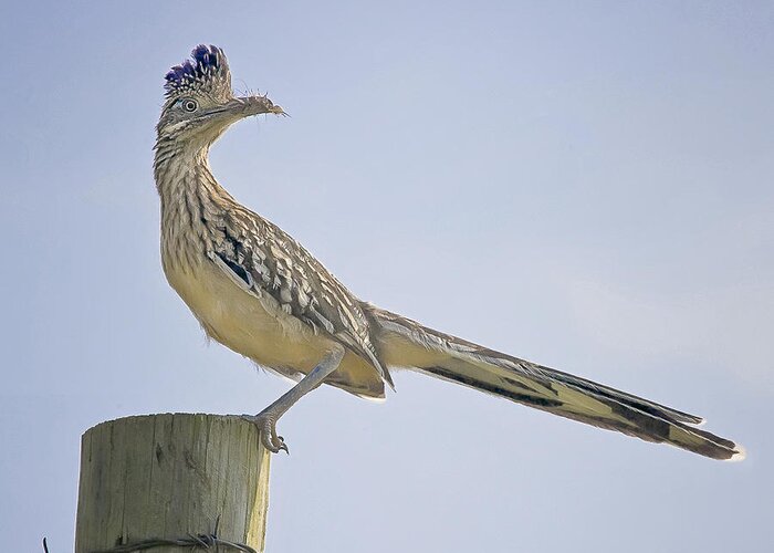 Road Runner Greeting Card featuring the photograph Roadrunner on Fence Post by Michael Dougherty