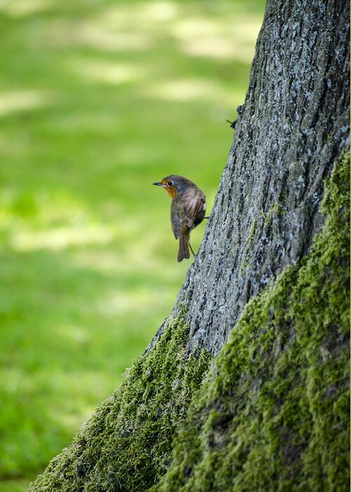 Garden Greeting Card featuring the photograph Robin At Rest by Spikey Mouse Photography