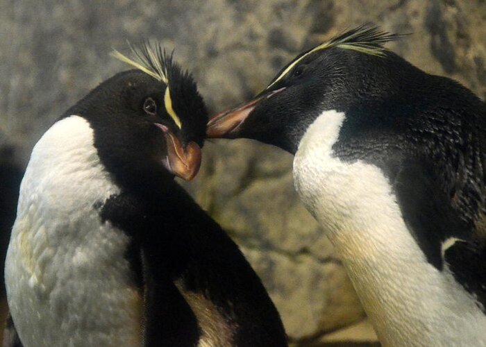 Penguin Greeting Card featuring the photograph Rockhopper Love by Charlotte Schafer