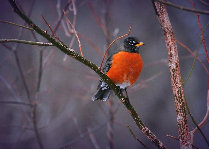 Bird Greeting Card featuring the photograph Rock'n Robin by Diana Angstadt