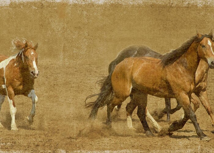 Horses Greeting Card featuring the photograph Rodeo Horses by Rebecca Cozart