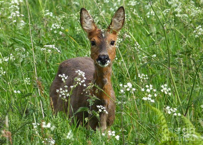 Roe Greeting Card featuring the photograph Roe Doe in early Summer by Phil Banks