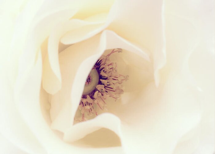 Love Greeting Card featuring the photograph Romance in a Rose by Spikey Mouse Photography