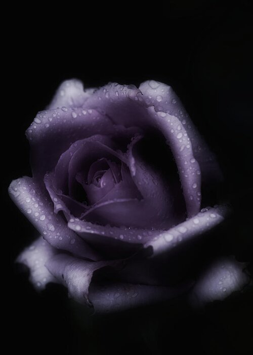 Purple Rose Greeting Card featuring the photograph Romantic Purple Rose by Richard Cummings