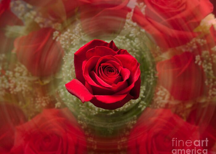 Flower Greeting Card featuring the photograph Romantic Red Rose Swirl by Steven Heap