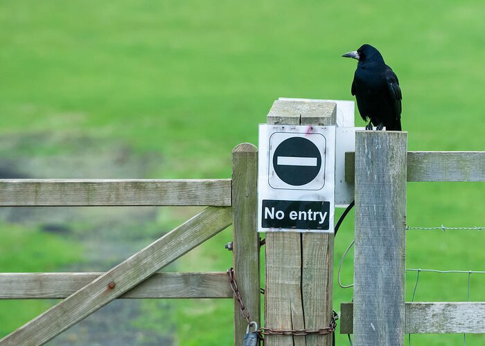 Rook Greeting Card featuring the photograph Rook on Guard by Avian Resources