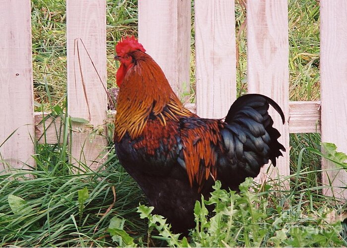 Rooster Greeting Card featuring the photograph Rooster by Cate Schafer