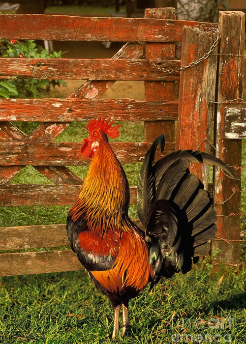Animal Greeting Card featuring the photograph Rooster Crowing by Ron Sanford