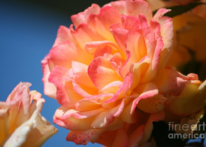 Rose Greeting Card featuring the photograph Rose ablaze by Jim Gillen