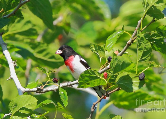Birds Greeting Card featuring the photograph Rose-breasted Grosbeak by Jennifer Zelik