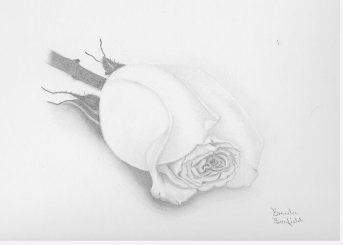 Nature Greeting Card featuring the drawing Rose by Brenda Bonfield