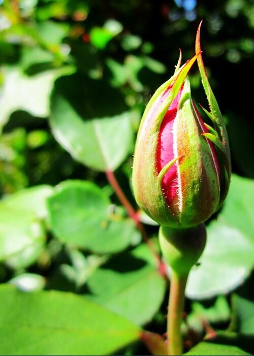 Rose Bud Greeting Card featuring the photograph Rose Bud by Cynthia Clark