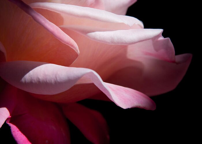 Rose Greeting Card featuring the photograph Rose caressed by light by Vanessa Thomas