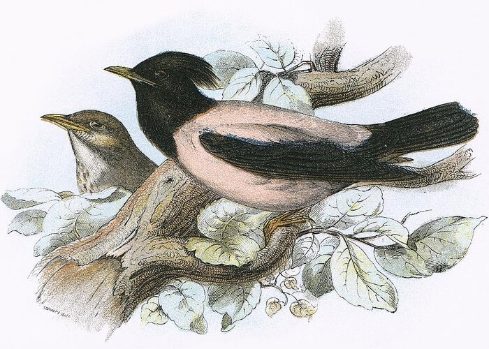 British Birds Greeting Card featuring the photograph Rose Coloured Starling by English School