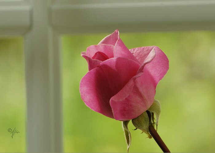 Window Greeting Card featuring the photograph Rose Complimentary by Arthur Fix