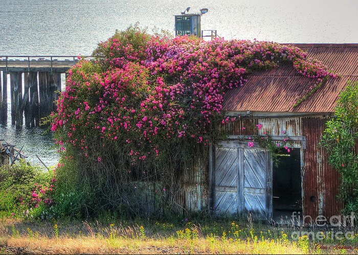 Abandoned Greeting Card featuring the photograph Rose Cover by Chris Anderson