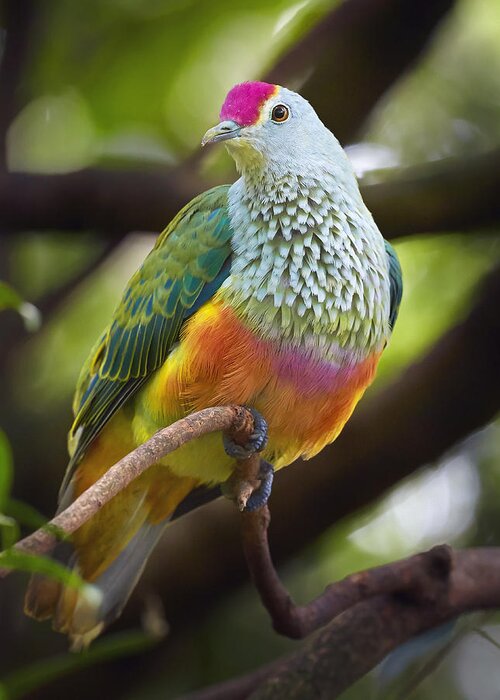 Martin Willis Greeting Card featuring the photograph Rose-crowned Fruit-dove Australia by Martin Willis